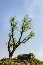 夏天中国陕西西安浐灞国家湿地公园风景