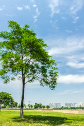 夏天的中国陕西西安大明宫国家遗址公园绿树景观风景