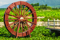 夏天的中国陕西西安秦岭北麓山脉荷花池景观