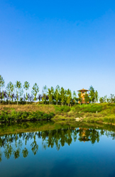 夏天中国陕西西安浐灞国家湿地公园风景