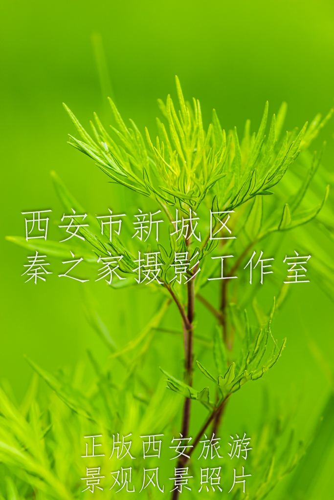 绿色的树枝发芽