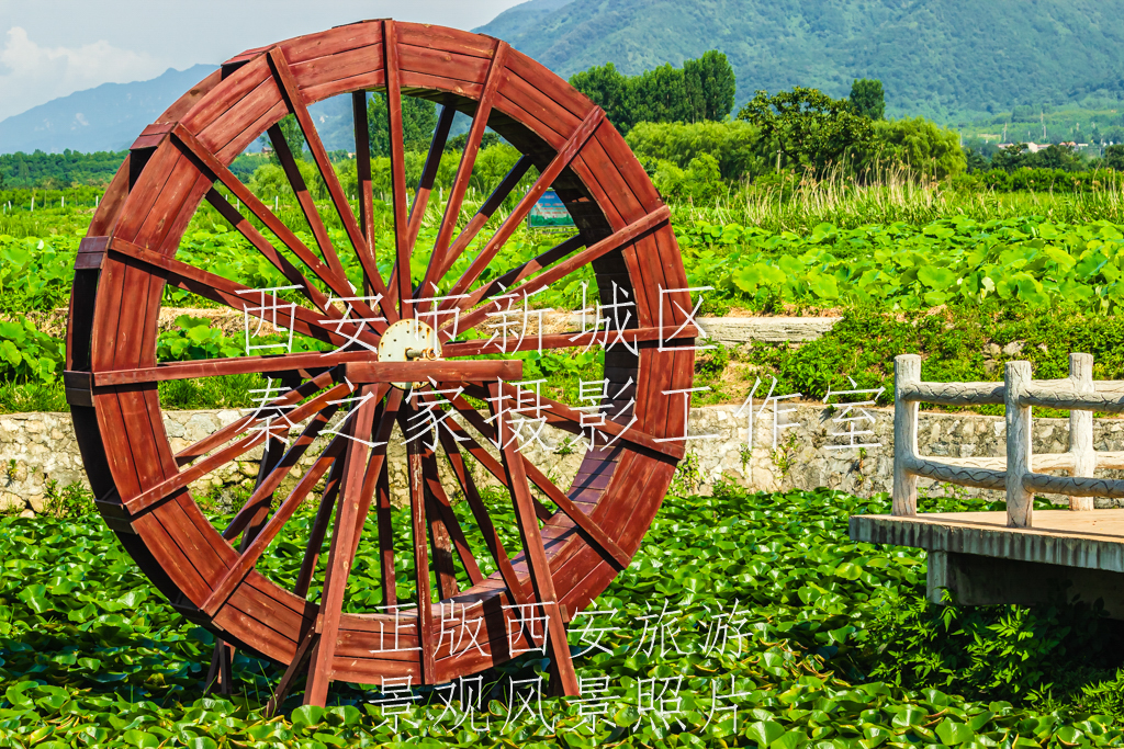 夏天的中国陕西西安秦岭北麓山脉荷花池景观